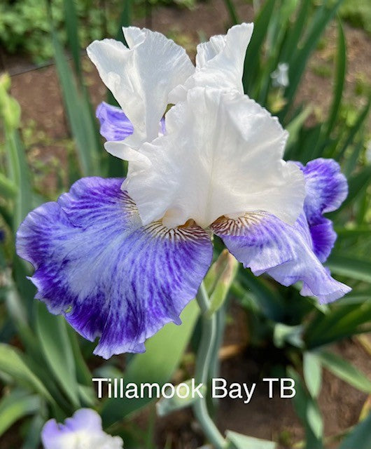 Tillamook Bay TB Iris (Schreiner 2020)