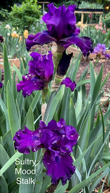 Sultry Mood TB Iris (Schreiner 1989)