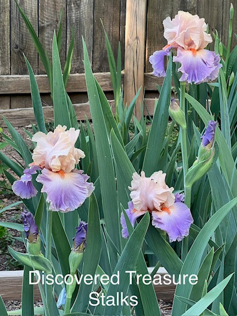 Discovered Treasure TB Iris (Johnson 2005)