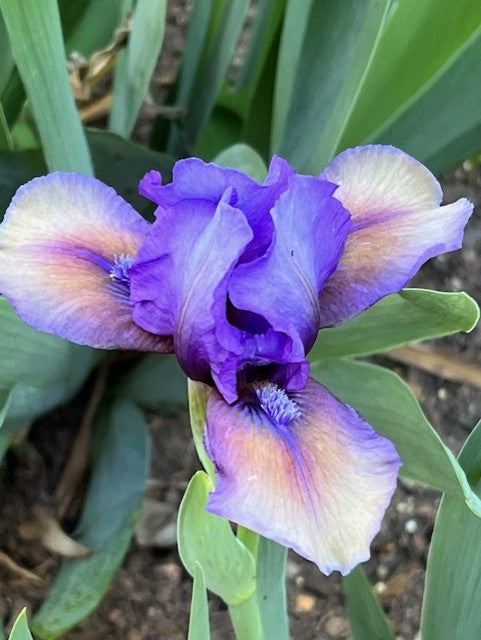 Blueberry Tart SDB Iris (Chapman 2002)