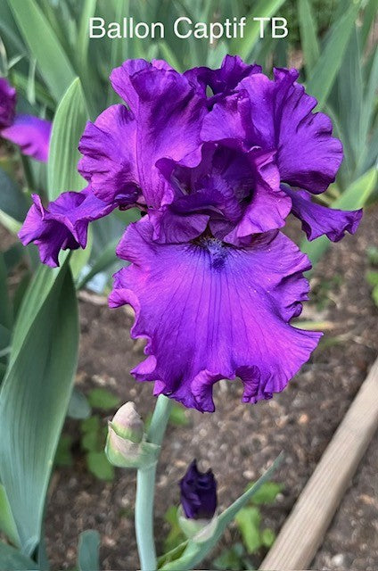 Ballon Captif TB Iris (Cayeux 2016)