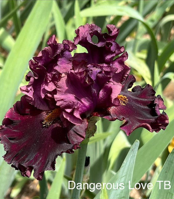 Dangerous Love TB Iris (Johnson 2024)