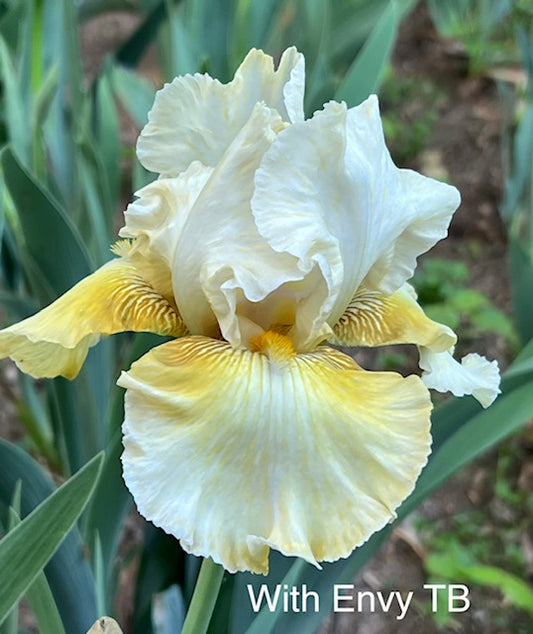 With Envy TB Iris (Spears 2003)