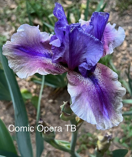 Comic Opera TB Iris (Sutton 2005)