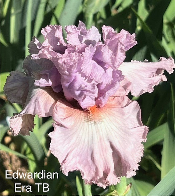 Edwardian Era TB Iris (Keppel 2017)