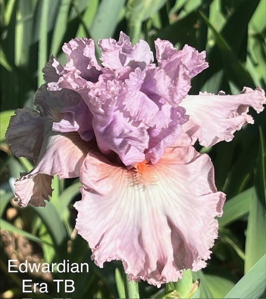 Edwardian Era TB Iris (Keppel 2017)