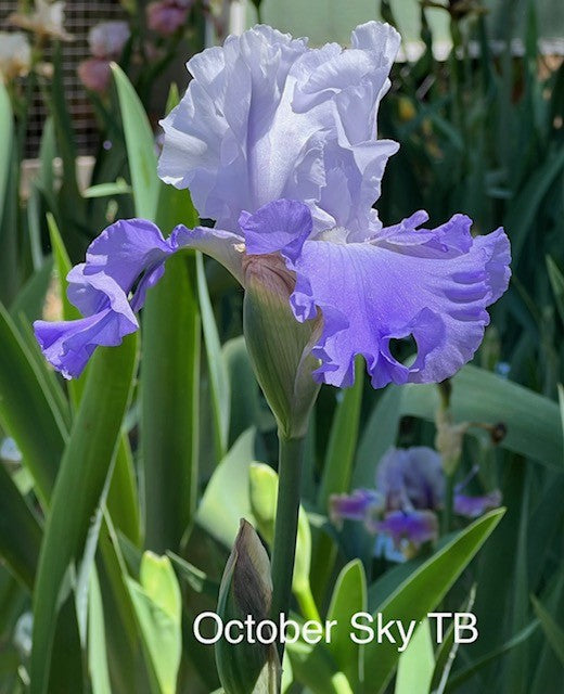 October Sky TB Iris (Lauer, 1999)