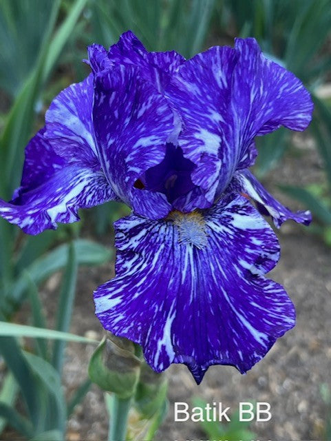 Batik BB Iris (Ensminger 1985)