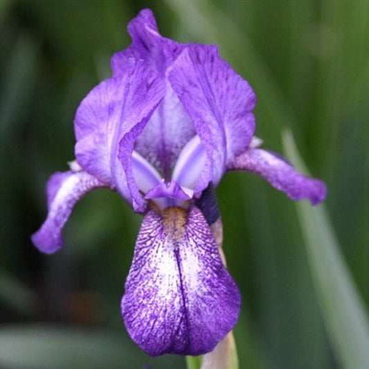 Ace MTB Iris (Miller 1999)