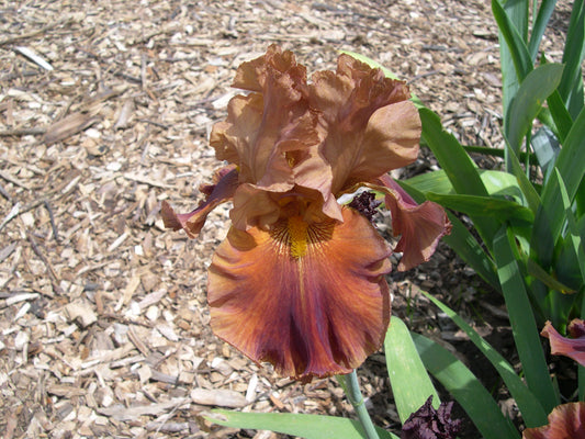 Adobe Campfire TB Iris (Nichols