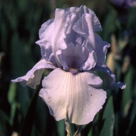Aaron's Dream TB Iris (Sutton 1994)