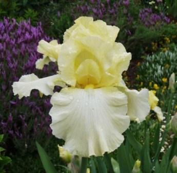 Abbey Road TB Iris (SIlverberg 1994)