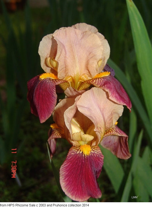 Abelard IB Historical Iris (Sass 1933)
