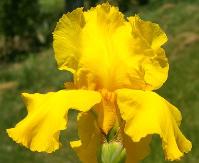Carolina Gold TB Historical Iris (Powell 1970)