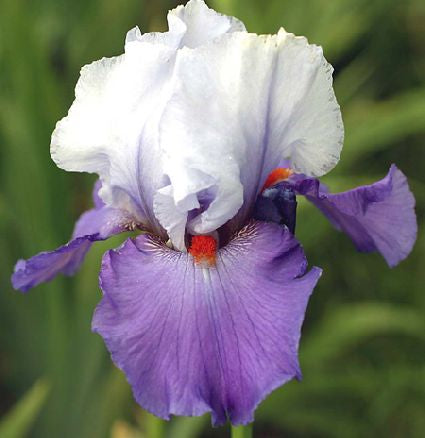 Chartered Course TB Iris (Kerr 2004)