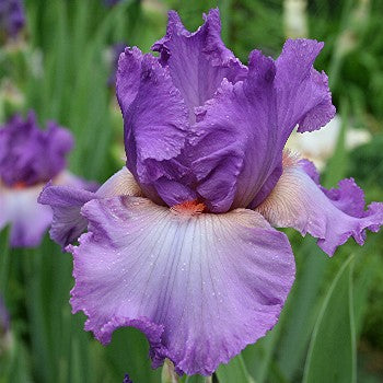 Designing Woman TB Iris (Gatty 1989)