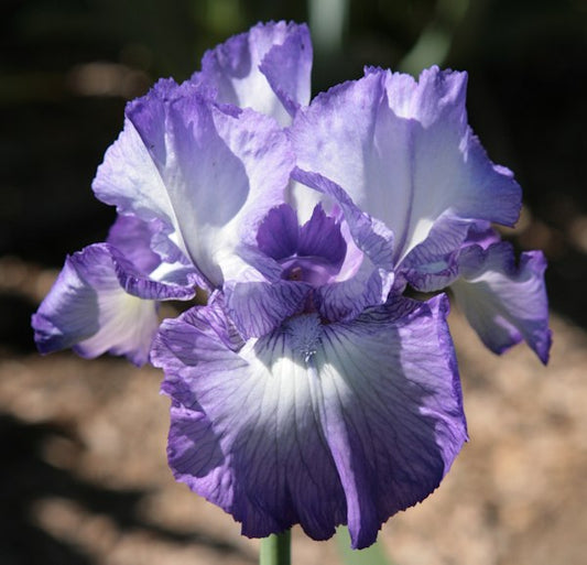Diamond Lake TB Iris (Schreiner 2010)