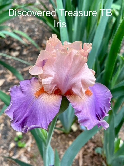 Discovered Treasure TB Iris (Johnson 2005)