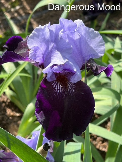 Dangerous Mood TB Iris (Schreiner 2004)