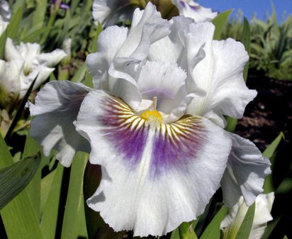 Dumbledore IB Iris (Innerst 1999)