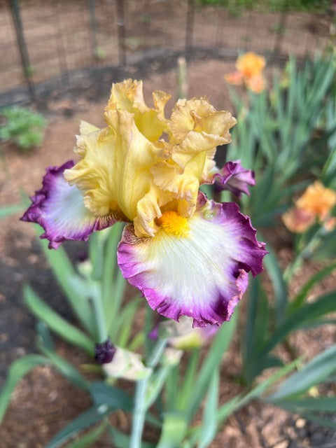 Engagement Ring TB Iris (Ghio 2010)