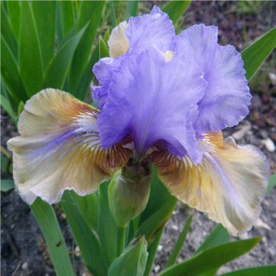 Fast Forward IMB Iris (Aitken 2002)
