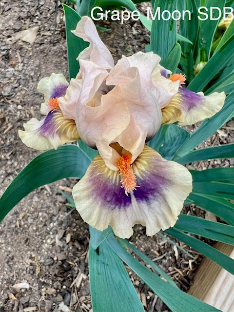 Grape Moon SDB Iris (Black 2022)
