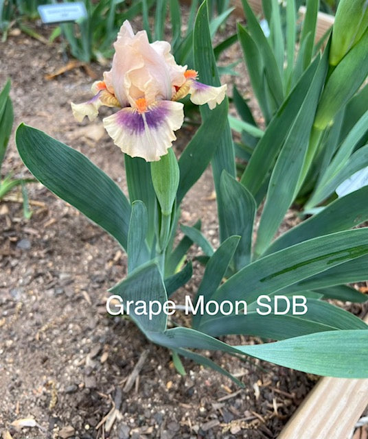 Grape Moon SDB Iris (Black 2022)