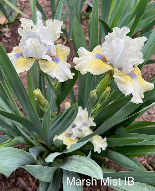 Marsh Mist IB Iris (Keppel 2015)
