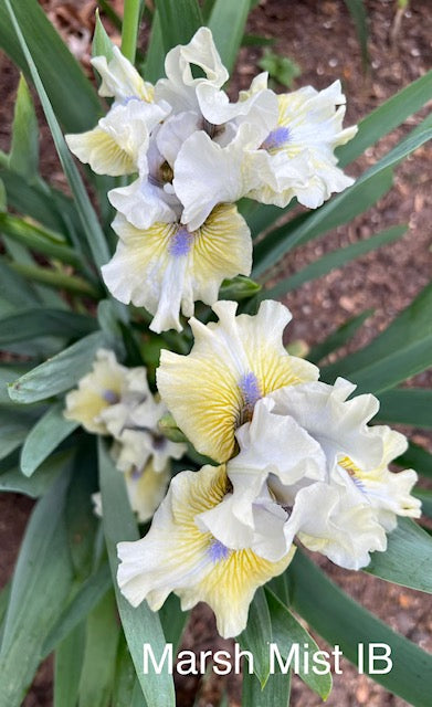 Marsh Mist IB Iris (Keppel 2015)