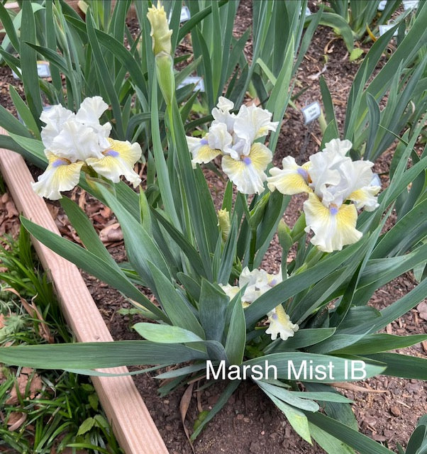 Marsh Mist IB Iris (Keppel 2015)