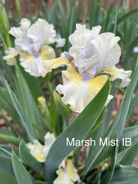 Marsh Mist IB Iris (Keppel 2015)