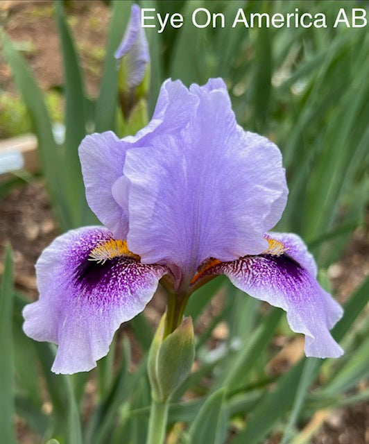 Eye On America AB Iris (Black 2018)