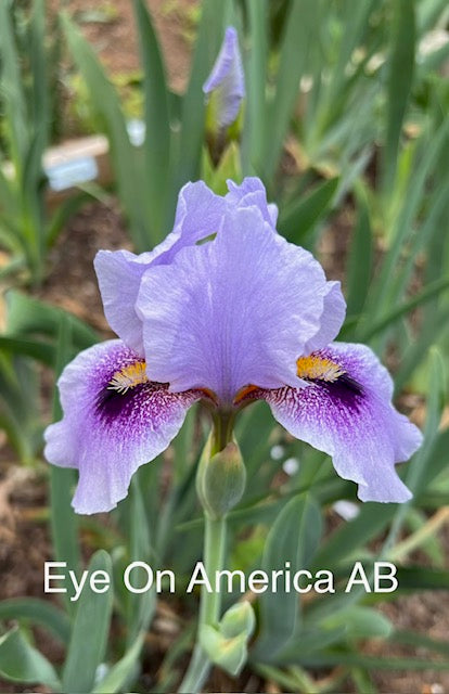 Eye On America AB Iris (Black 2018)