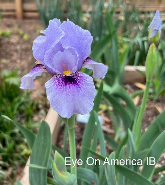 Eye On America AB Iris (Black 2018)