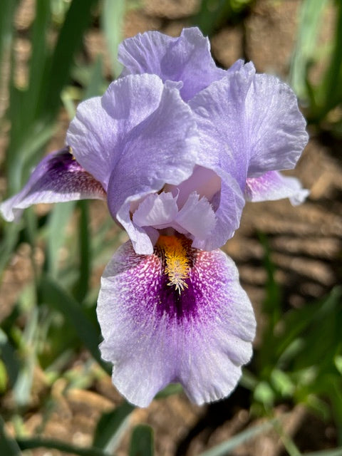 Eye On America AB Iris (Black 2018)