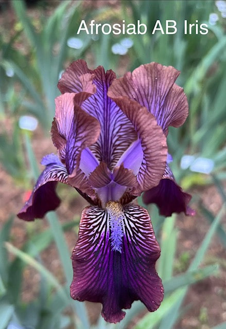 Afrosiab Aril Bred Iris (Adolf Volfovich-Moler, R. 1998)