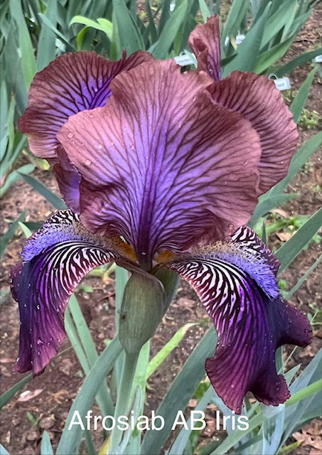 Afrosiab Aril Bred Iris (Adolf Volfovich-Moler, R. 1998)