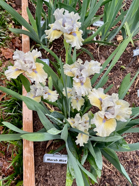 Marsh Mist IB Iris (Keppel 2015)
