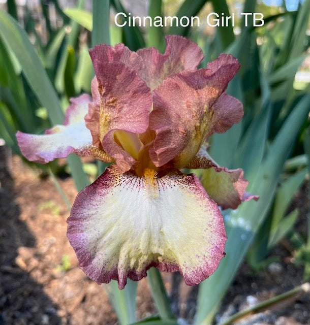 Cinnamon Girl TB Iris (Schreiner 1987)