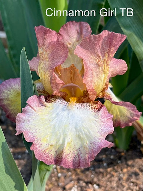 Cinnamon Girl TB Iris (Schreiner 1987)