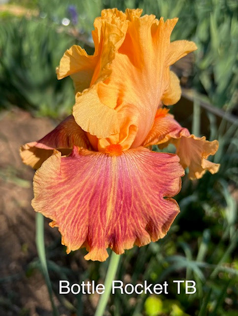 Bottle Rocket TB Iris (Sutton 2009)