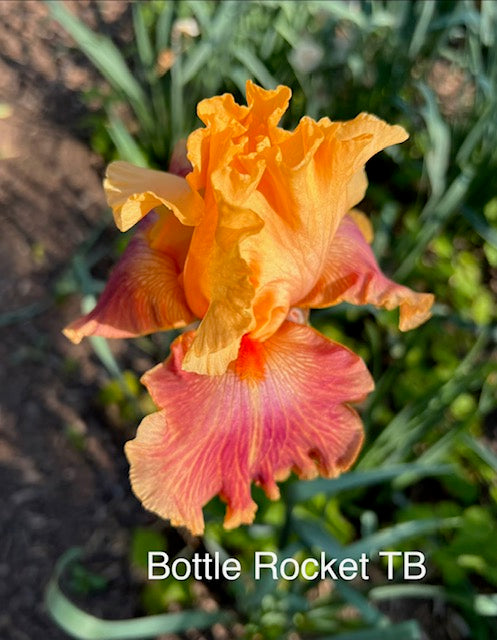 Bottle Rocket TB Iris (Sutton 2009)
