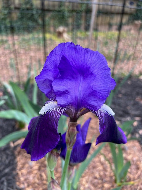 Germanica Vulgaris TB Iris  (Dykes pre 1900)