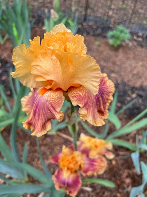 Bottle Rocket TB Iris (Sutton 2009)