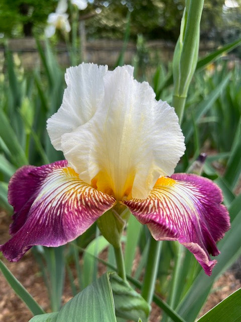 Color Strokes TB Iris (Schreiner 2012)