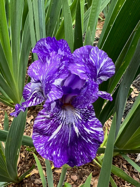 Batik BB Iris (Ensminger 1985)
