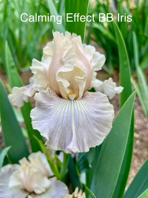 Calming Effect BB Iris (Sutton 2022)