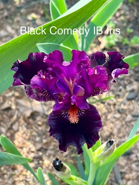 Black Comedy ITB Iris (Black 2017)