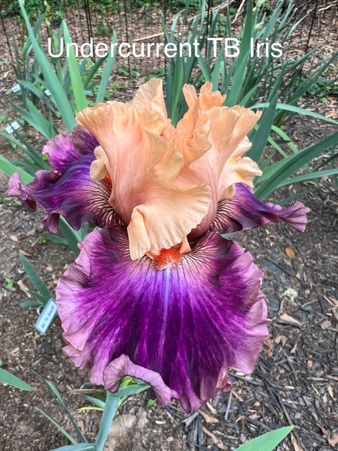 Undercurrent TB Iris (Keppel 2003)